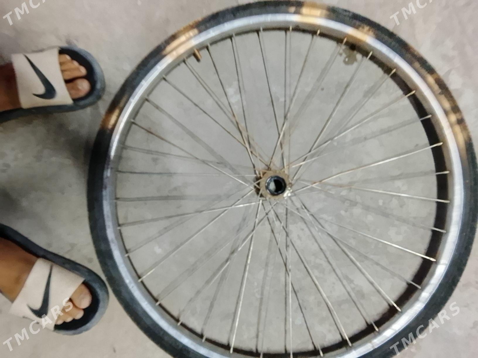 tigir - Bäherden - img 2