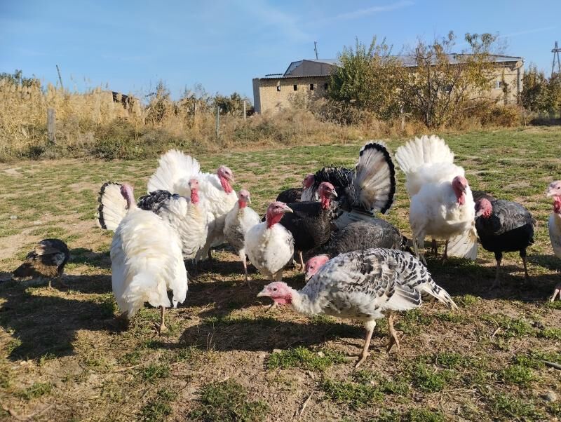 induk индук - Чарджоу - img 2