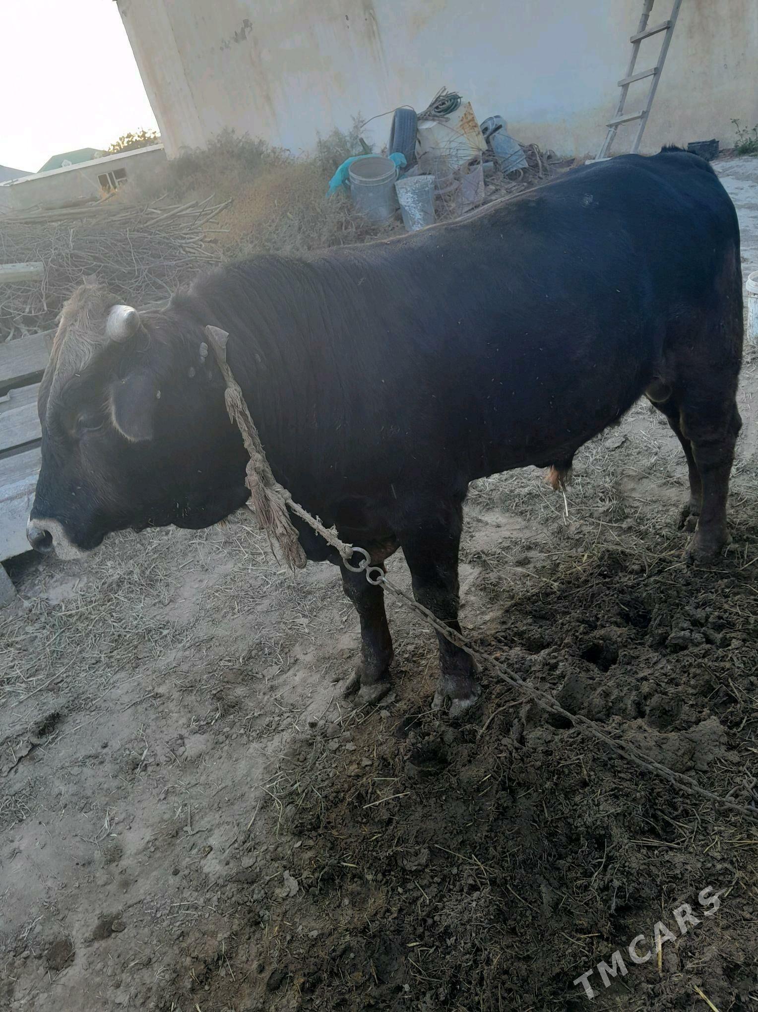 Öküz - Гёкдепе - img 1