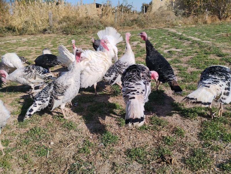 induk индук - Чарджоу - img 4