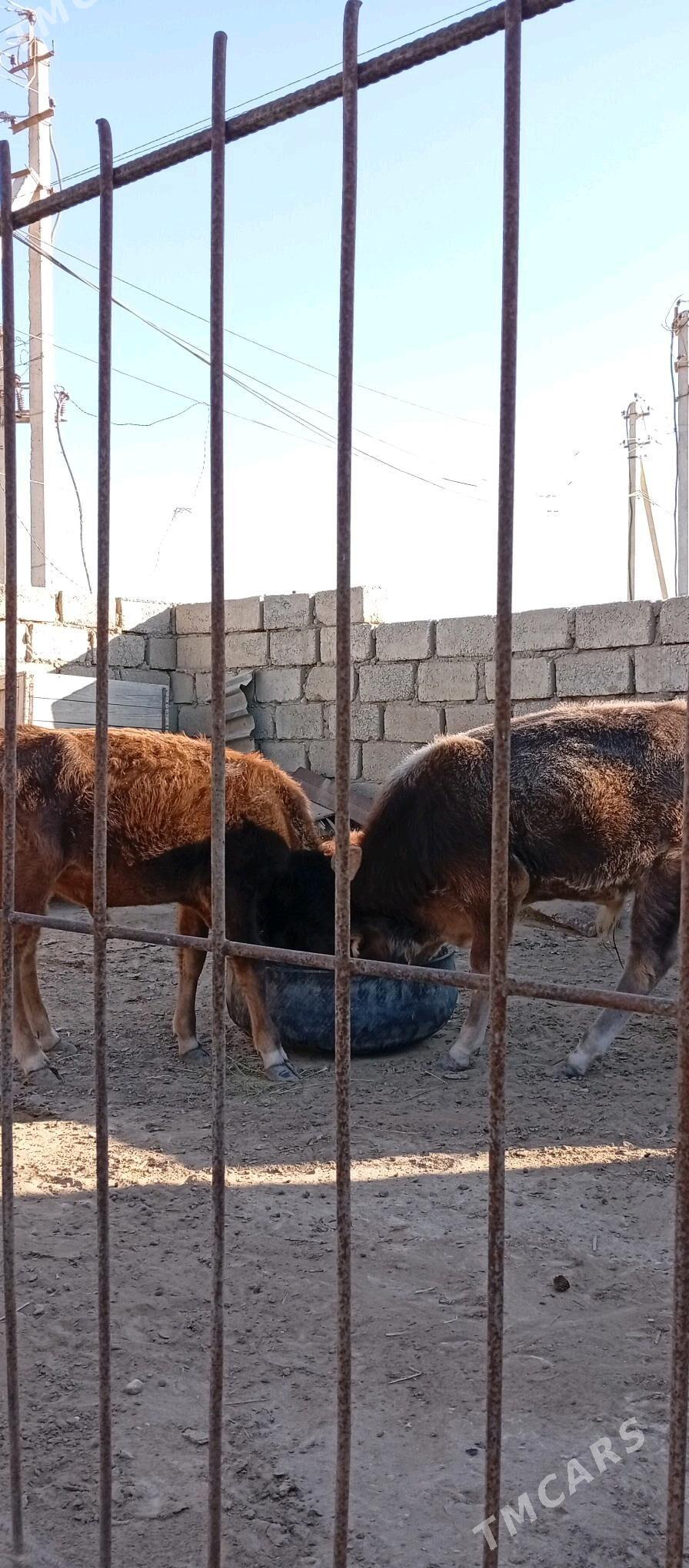 Öküzçe - Esenguly - img 1