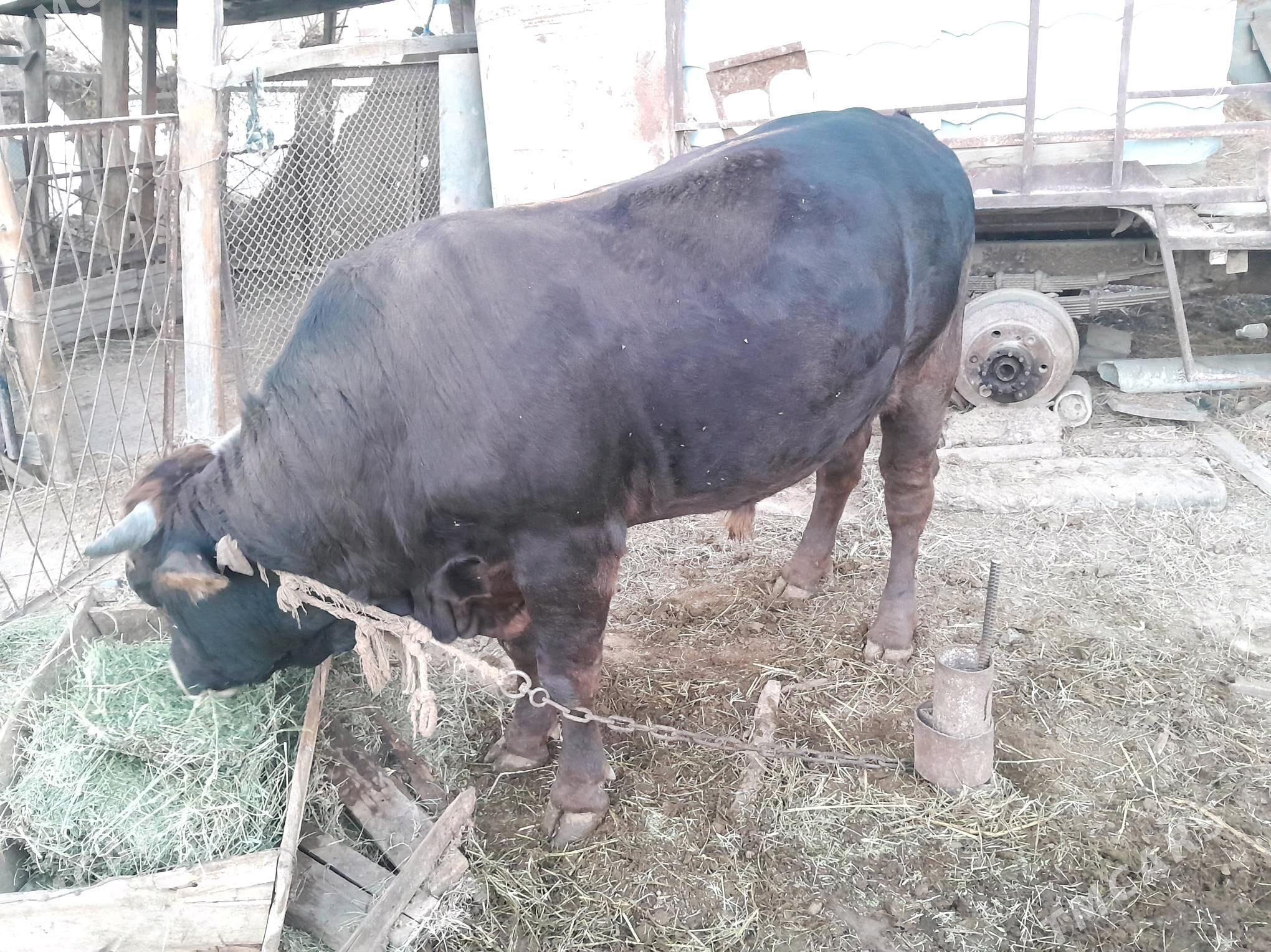 Öküz - Гёкдепе - img 3