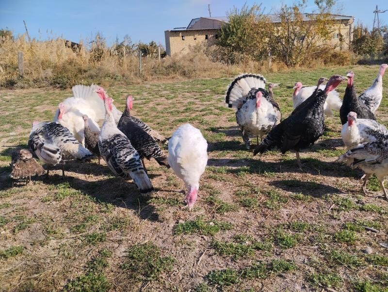 induk индук - Чарджоу - img 1