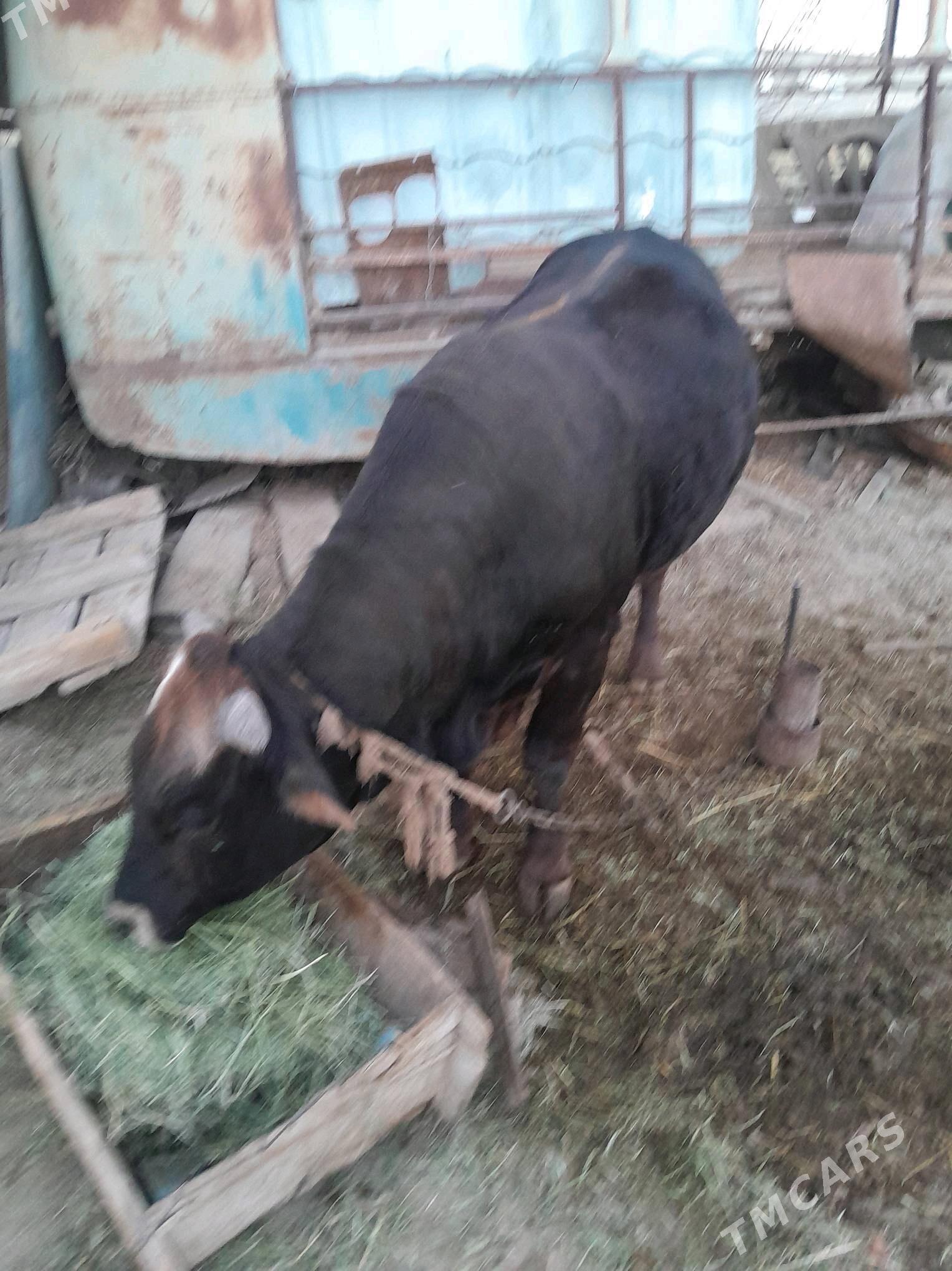 Öküz - Гёкдепе - img 2