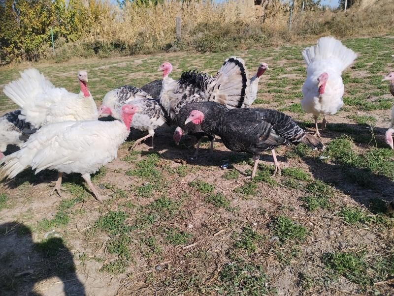 induk индук - Чарджоу - img 5