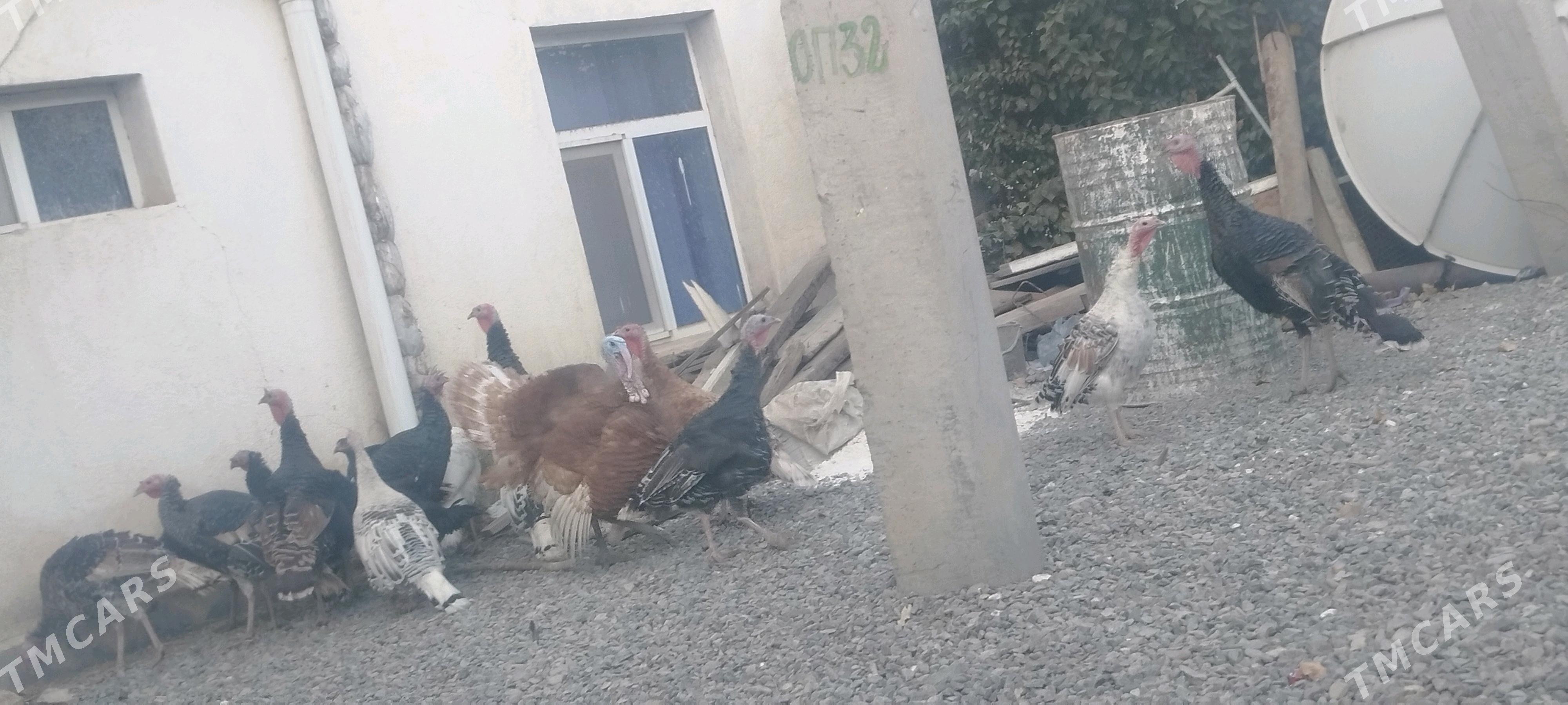 induklar - Gyzylarbat - img 1