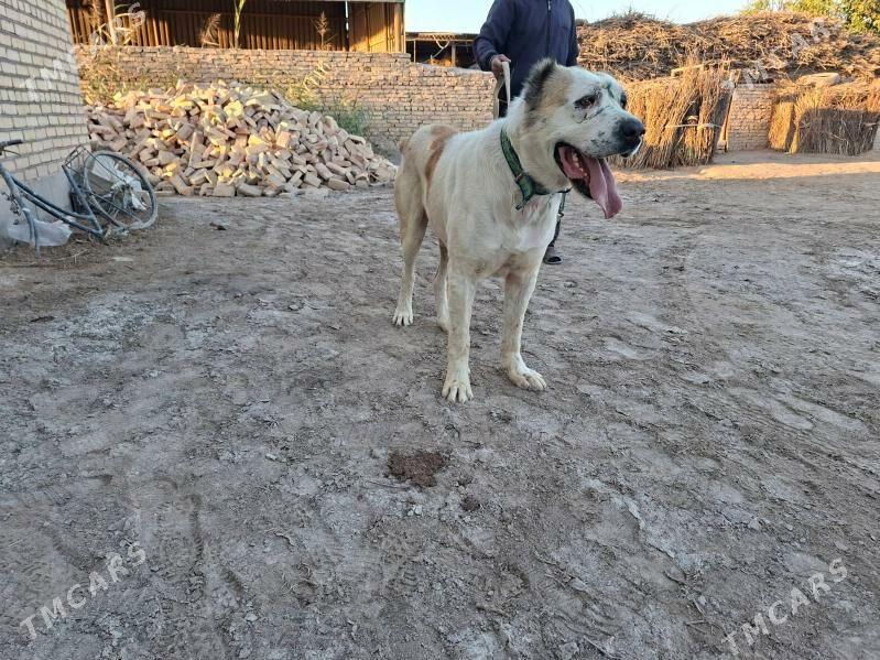 Gaplan̈ - Saýat - img 2