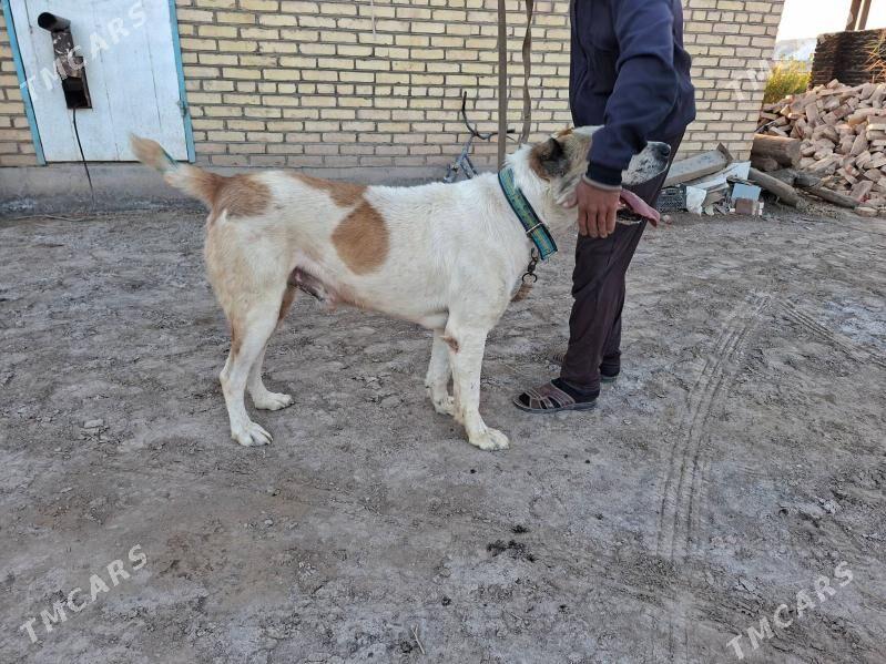 Gaplan̈ - Saýat - img 4