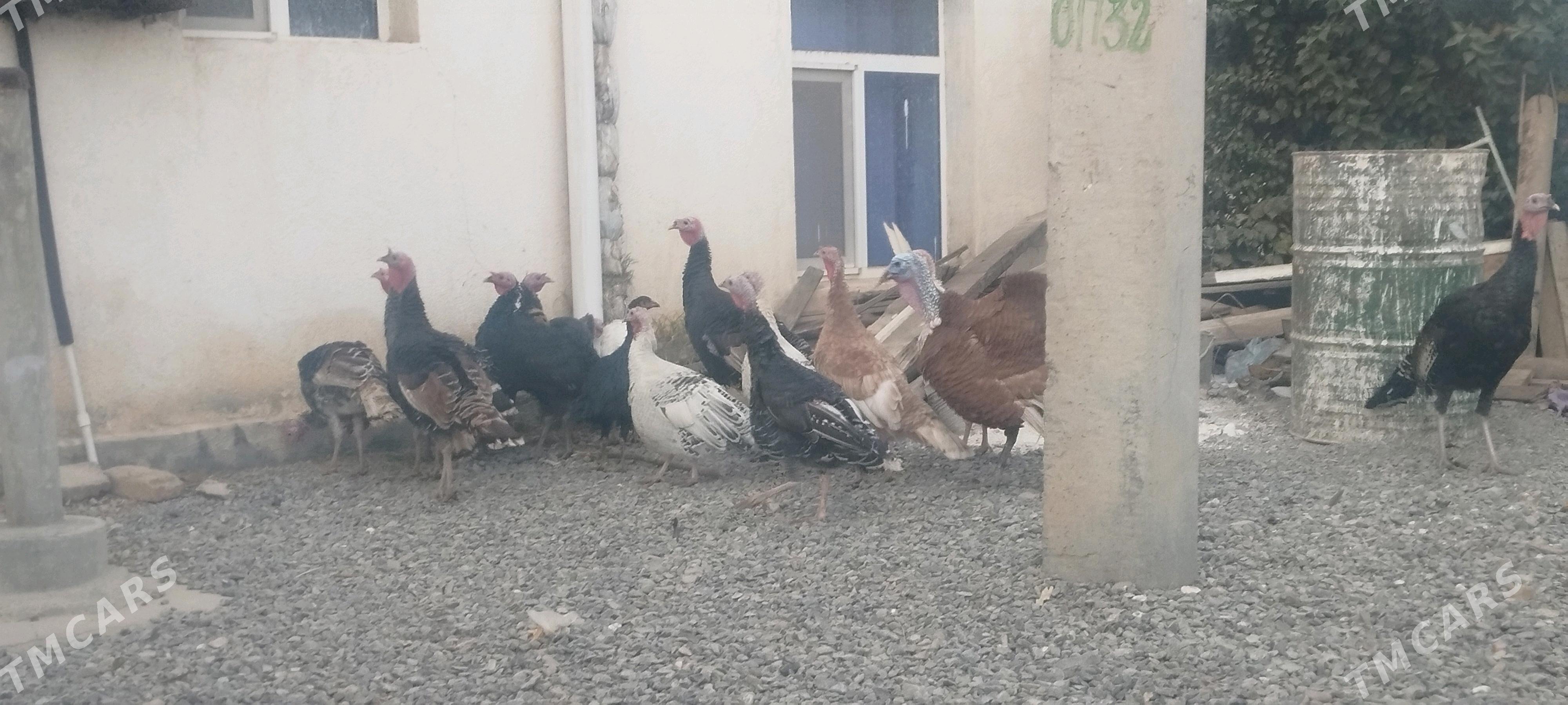 induklar - Gyzylarbat - img 3