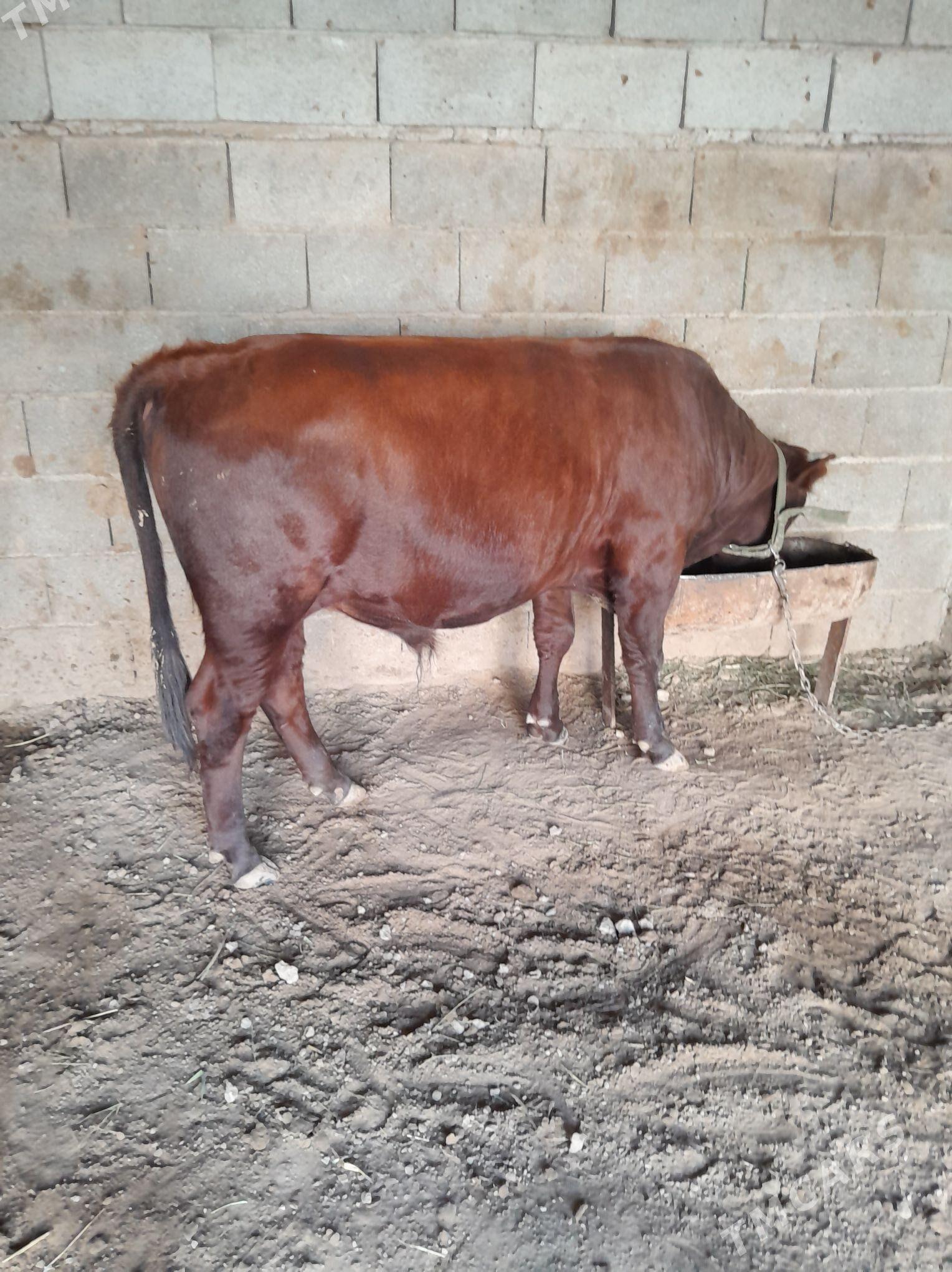 okuz - Теджен - img 3