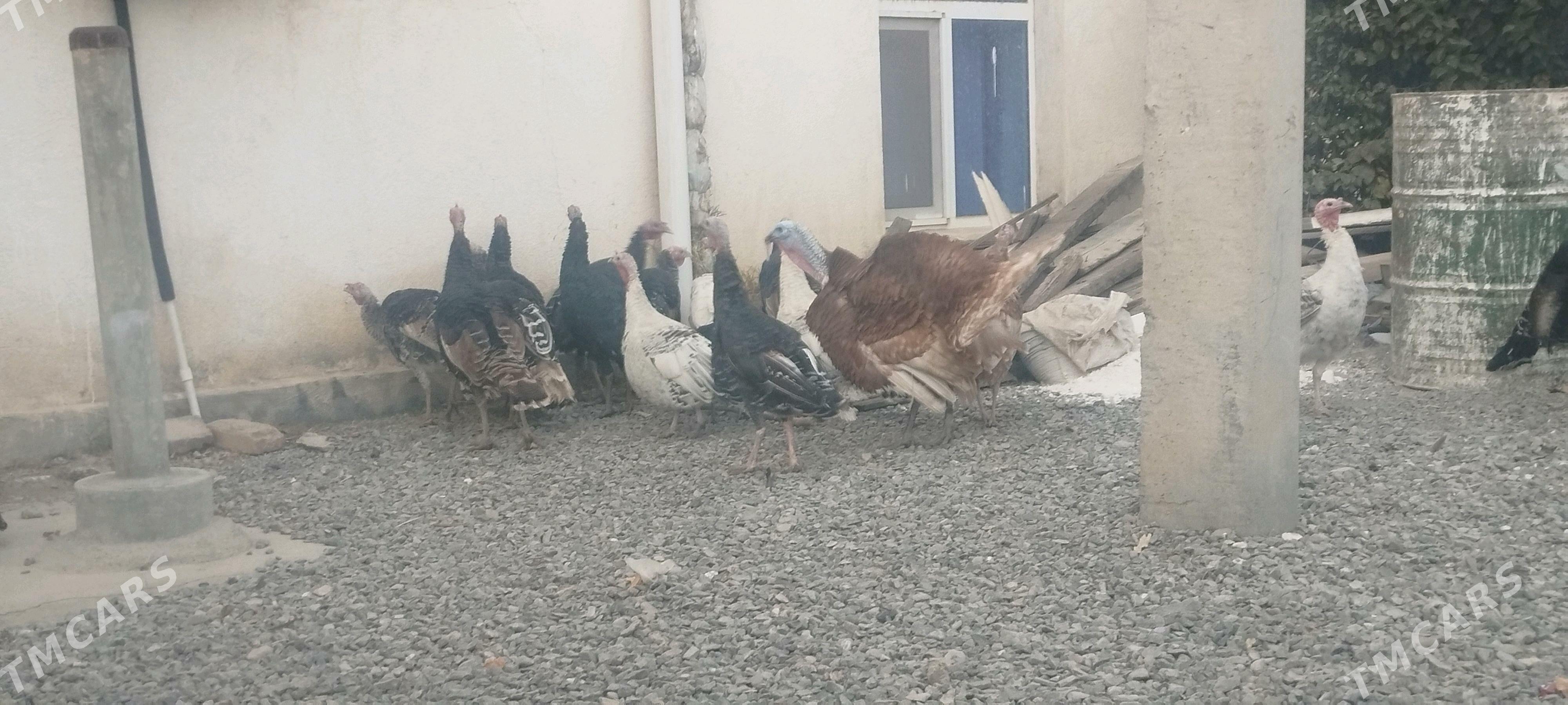 induklar - Gyzylarbat - img 2