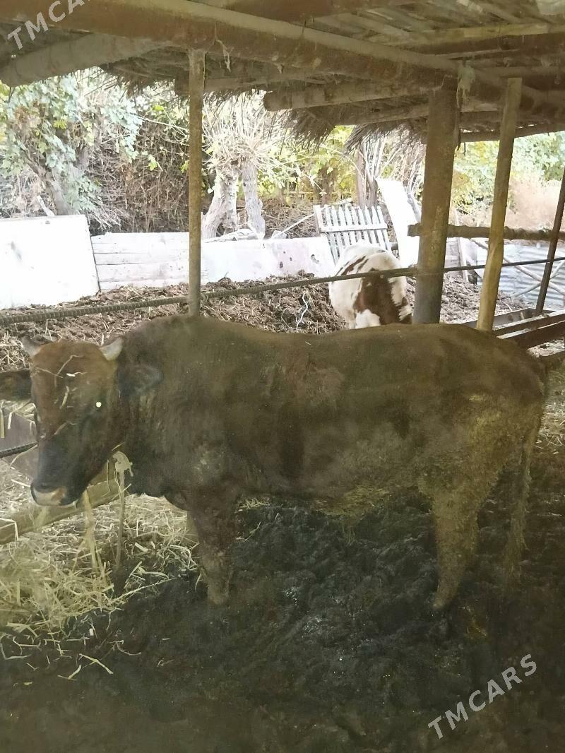 Okuz - Çärjew - img 5