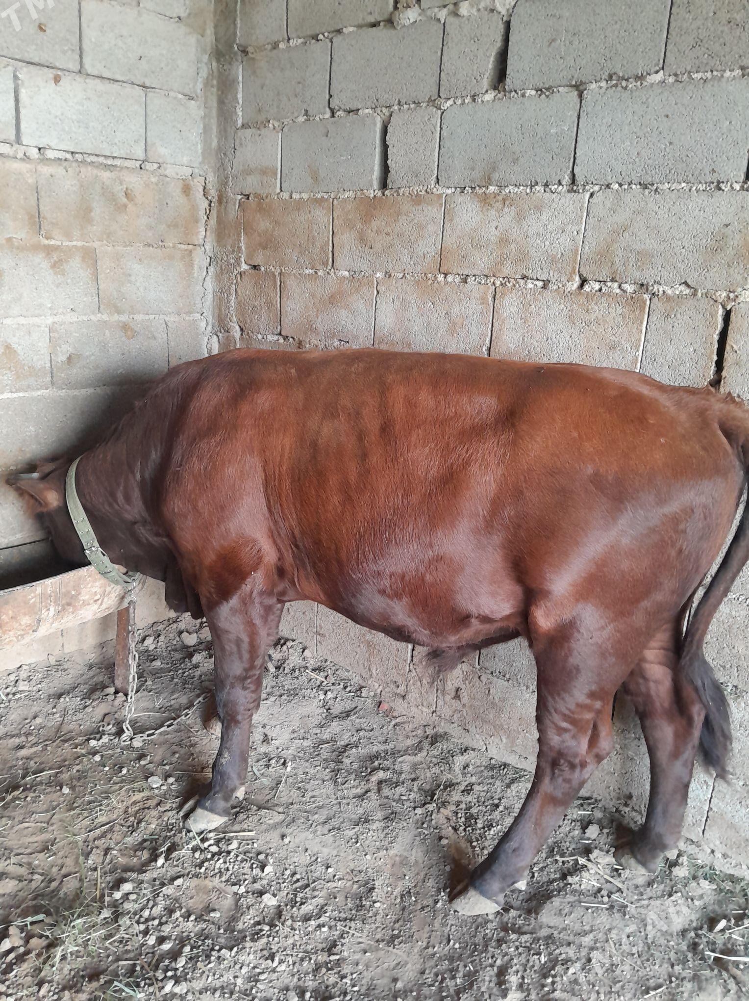 okuz - Теджен - img 4