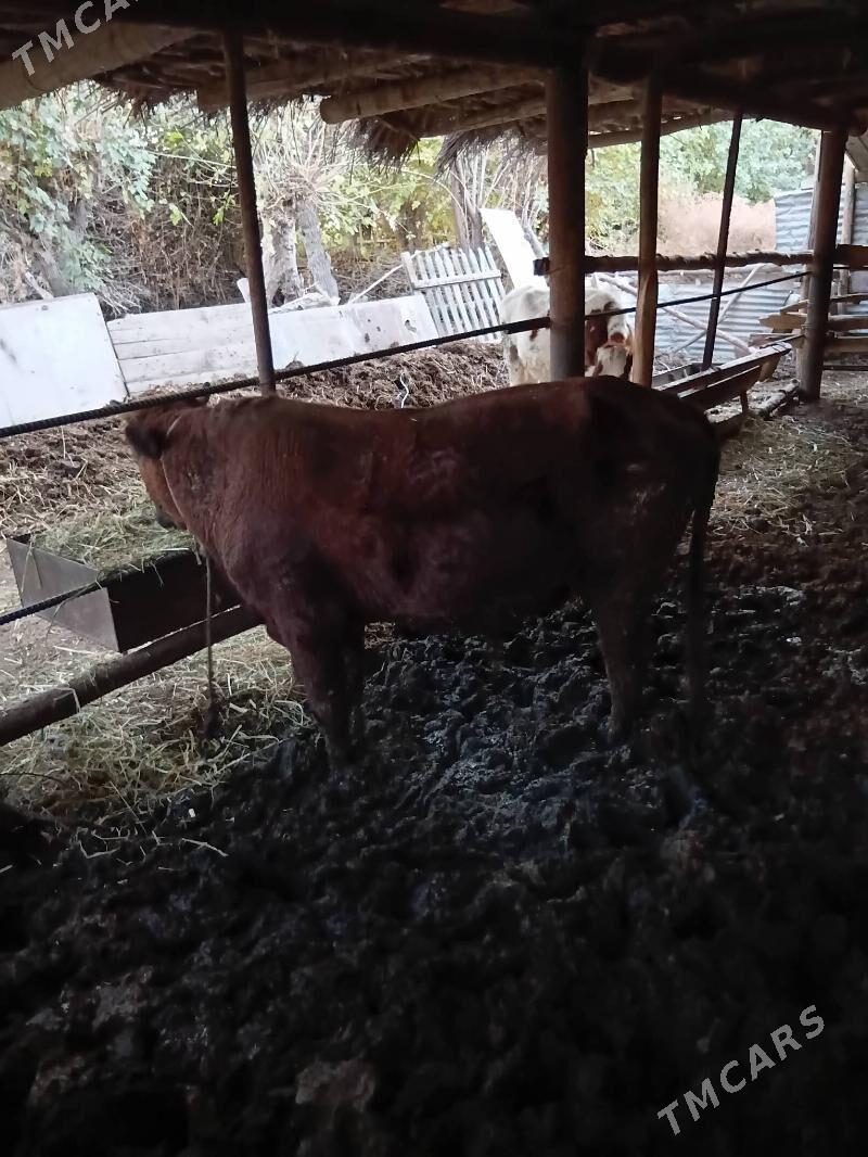 Okuz - Çärjew - img 7