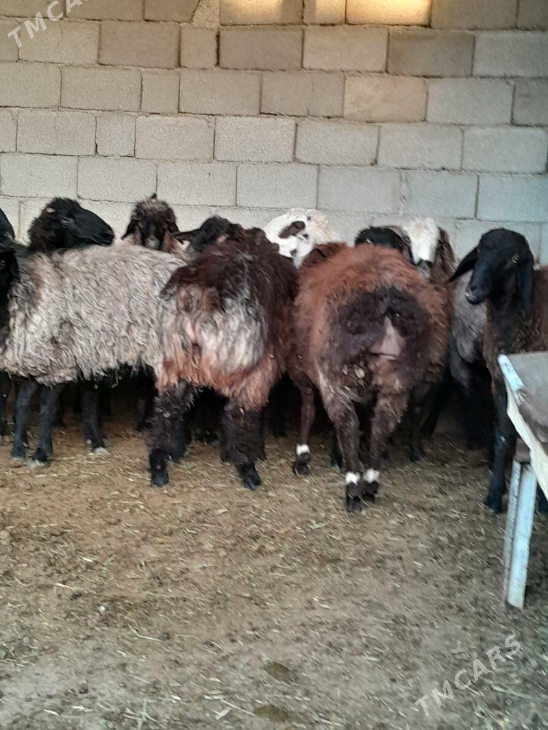 kurti goyun - Херрикгала - img 4