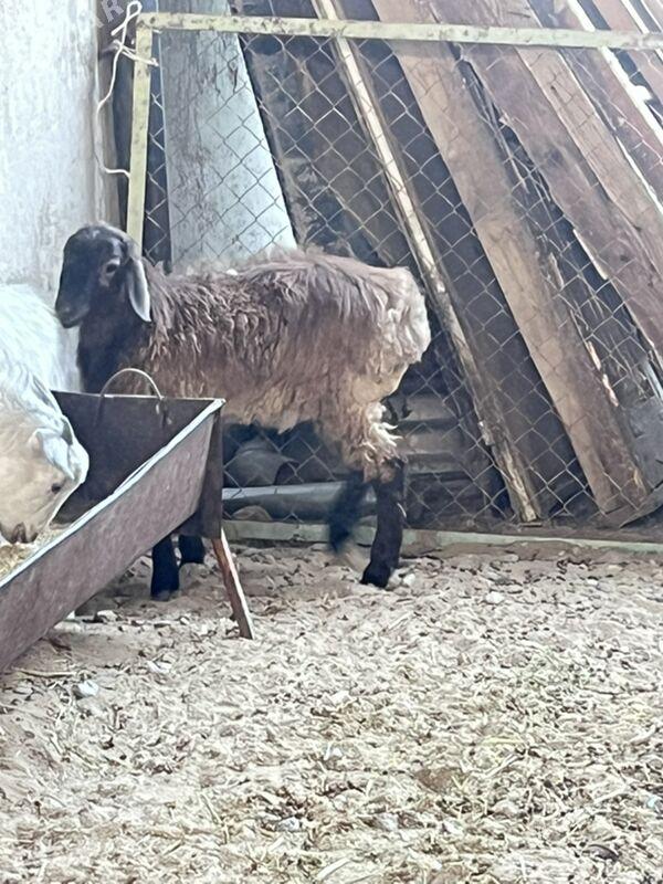 goyun geci - Aşgabat - img 1