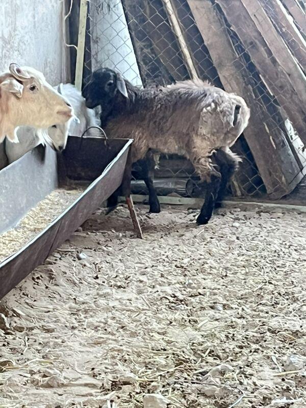 goyun geci - Ашхабад - img 2