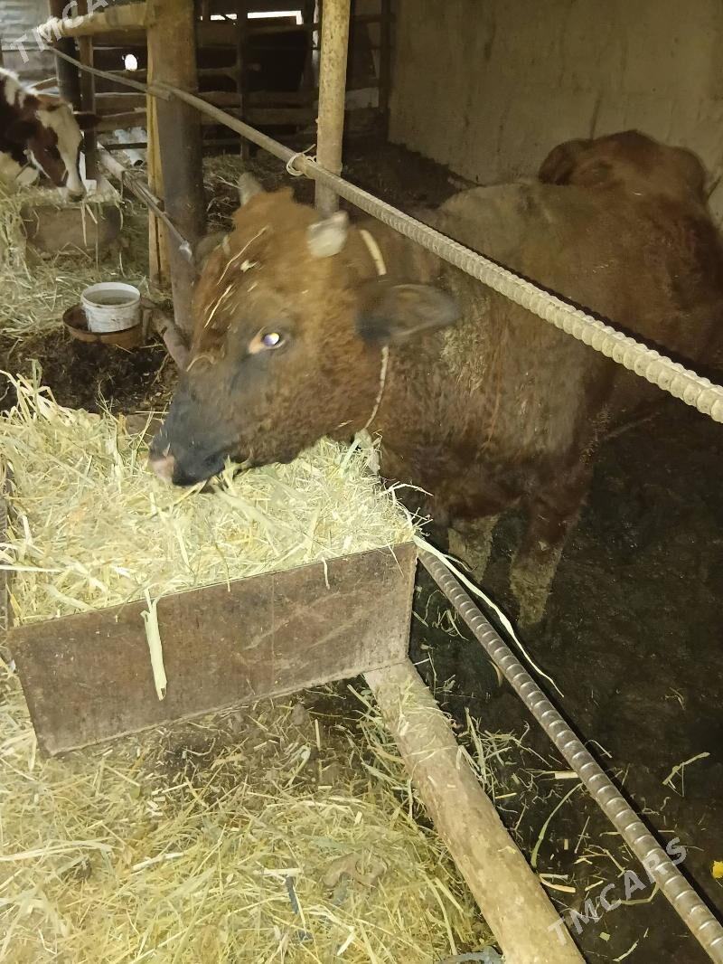 Okuz - Çärjew - img 6