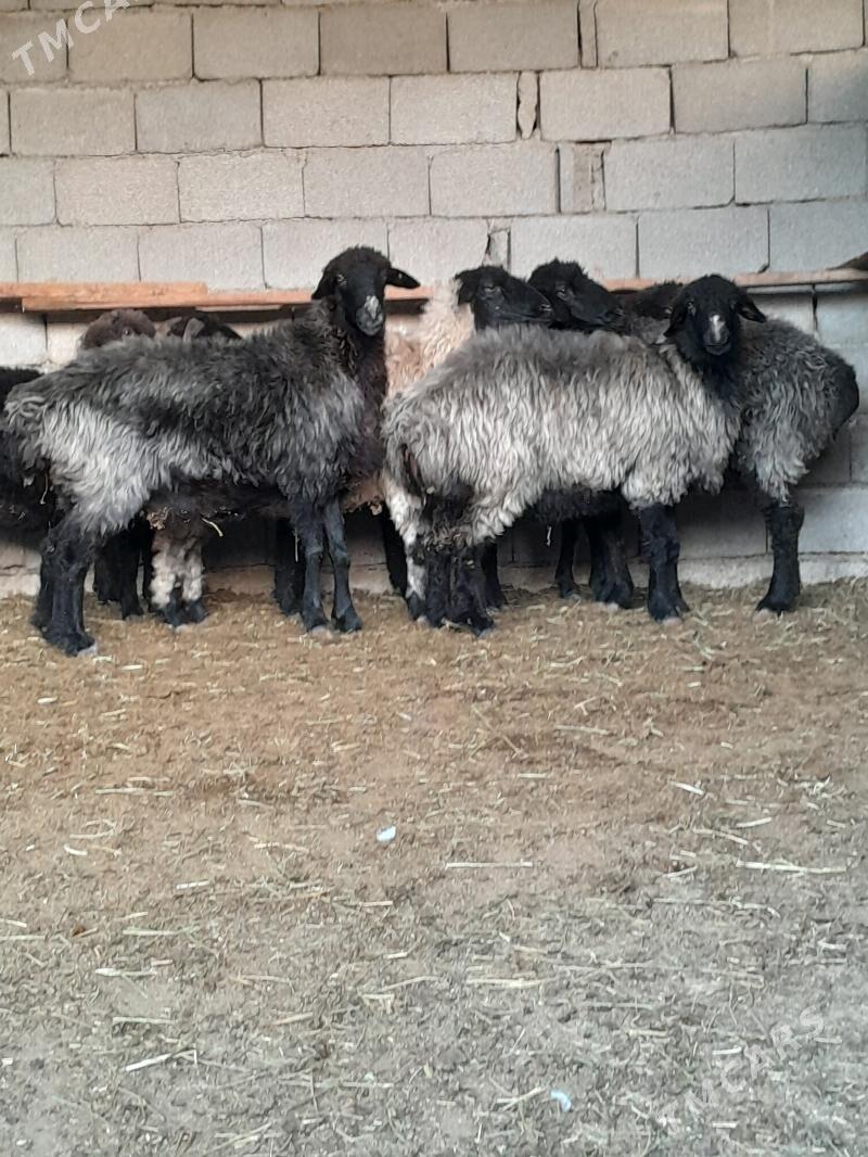 kurti goyun - Херрикгала - img 2