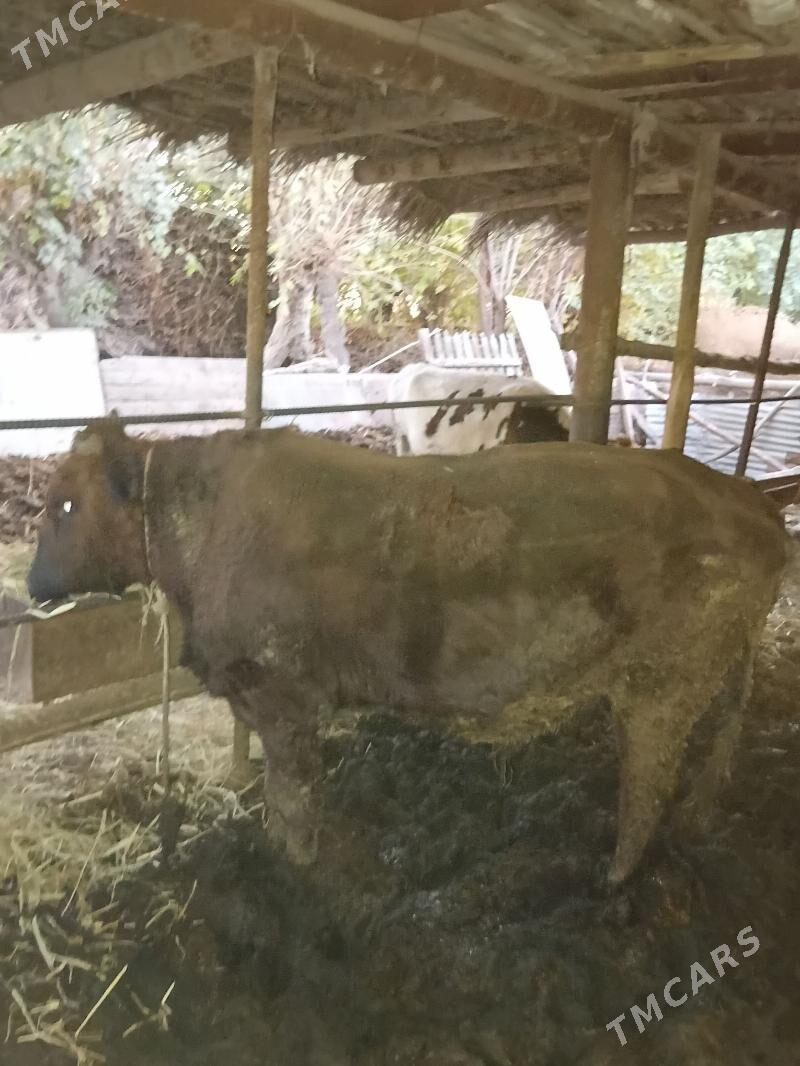 Okuz - Çärjew - img 3