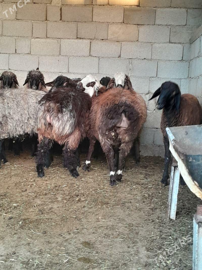 kurti goyun - Херрикгала - img 3