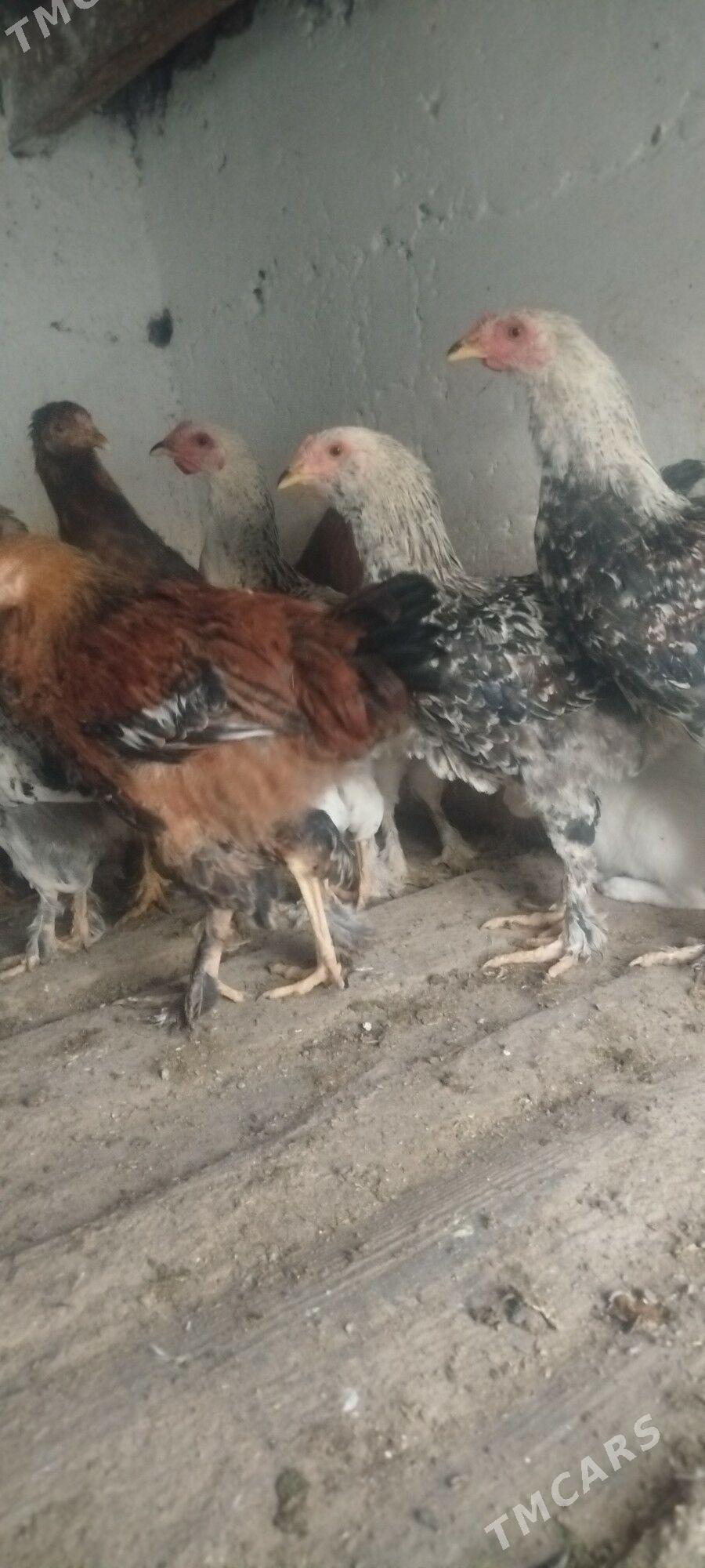 horaz - Gyzylarbat - img 4