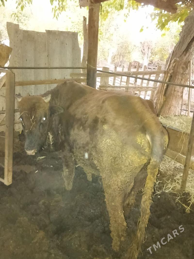 Okuz - Çärjew - img 4