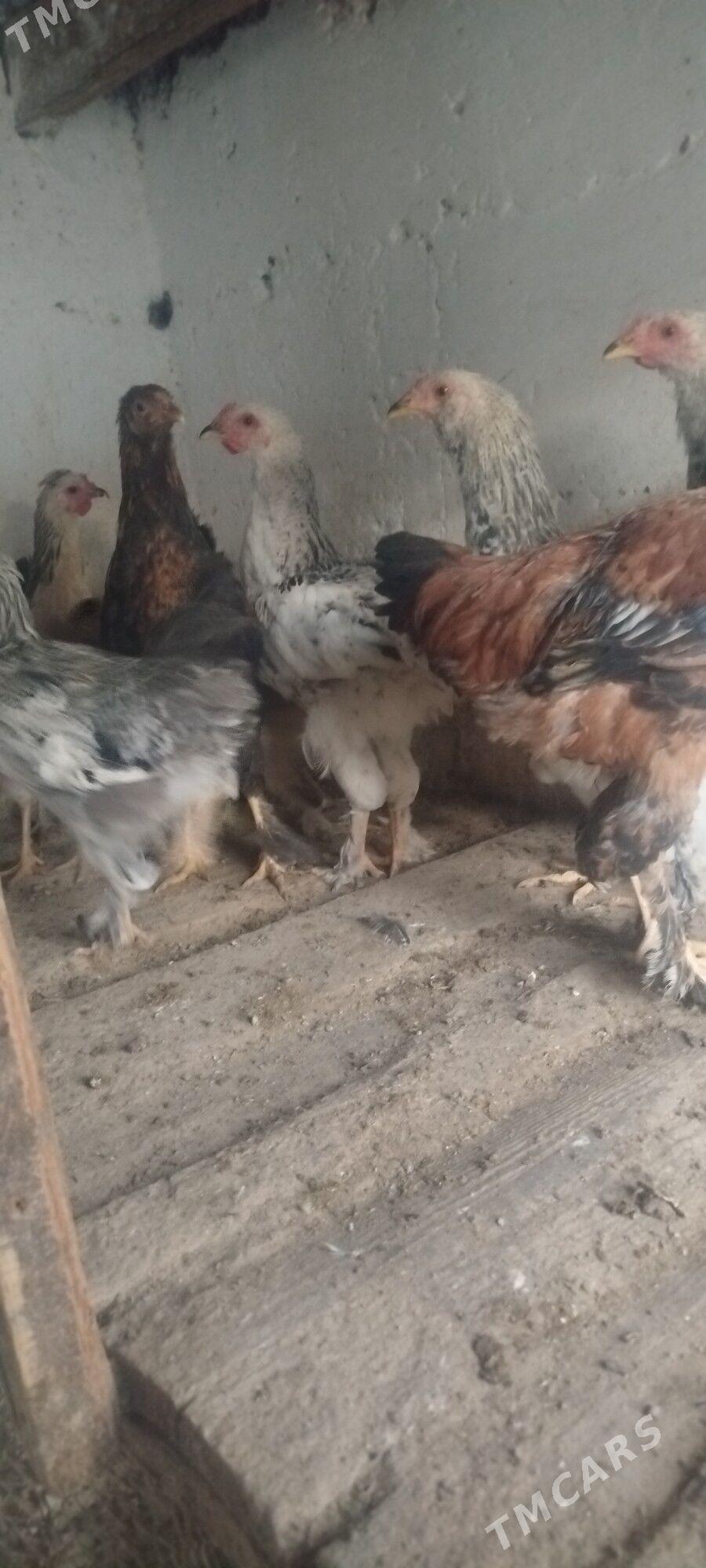 horaz - Gyzylarbat - img 3