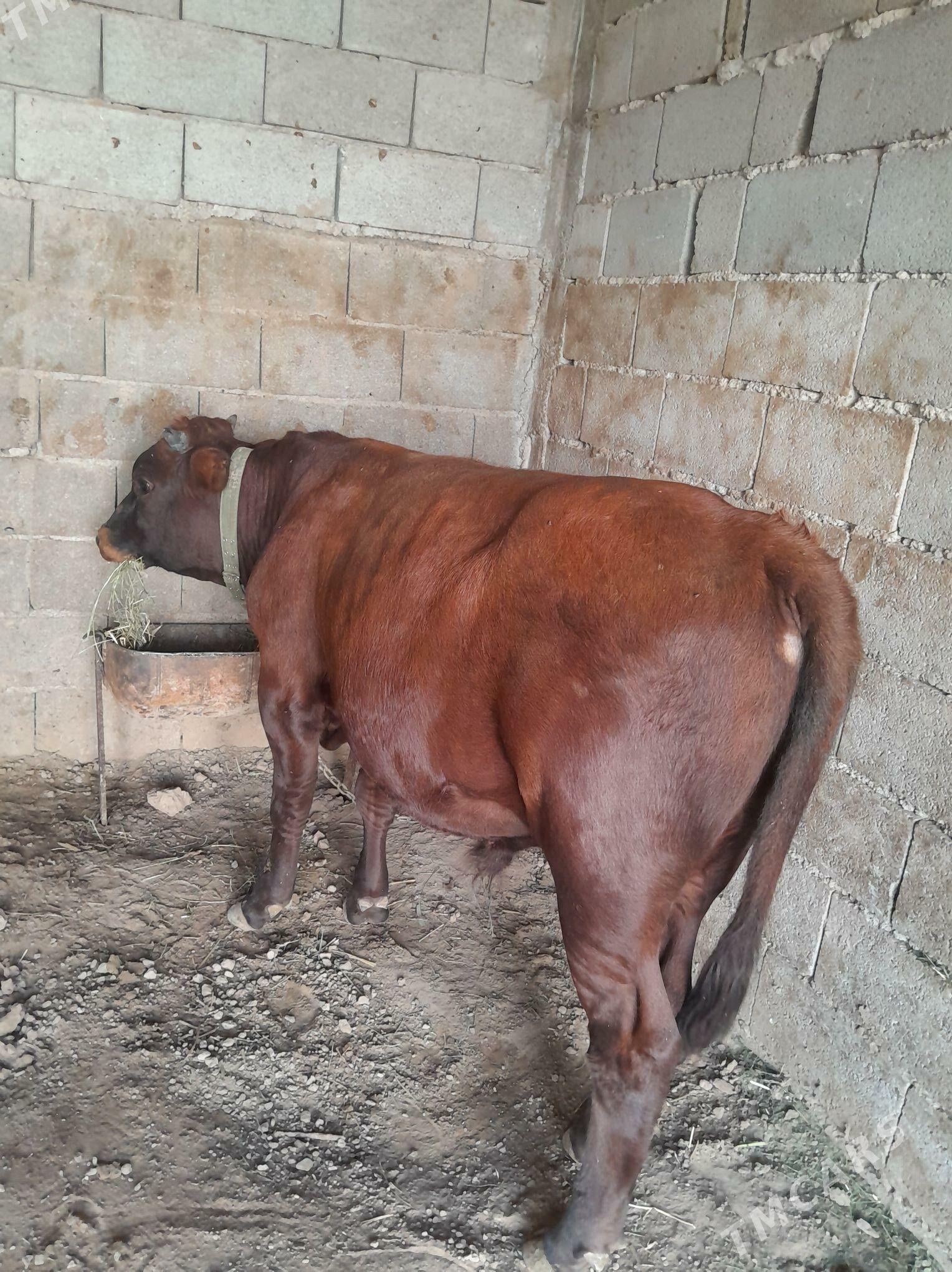 okuz - Теджен - img 5