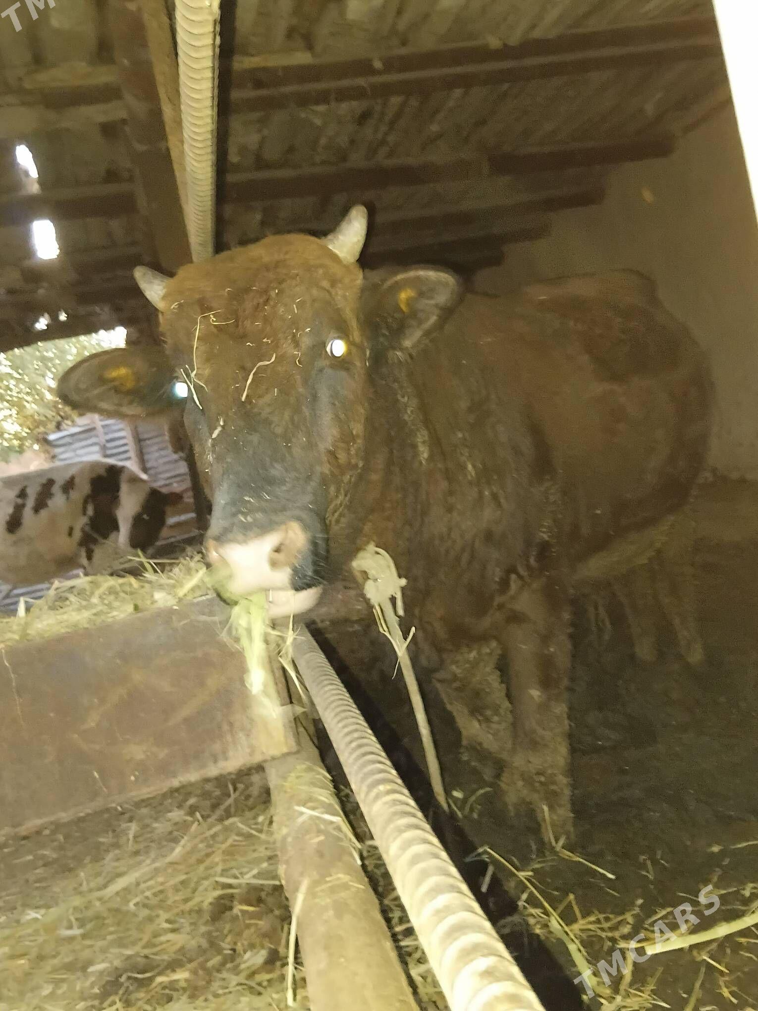 Okuz - Çärjew - img 2