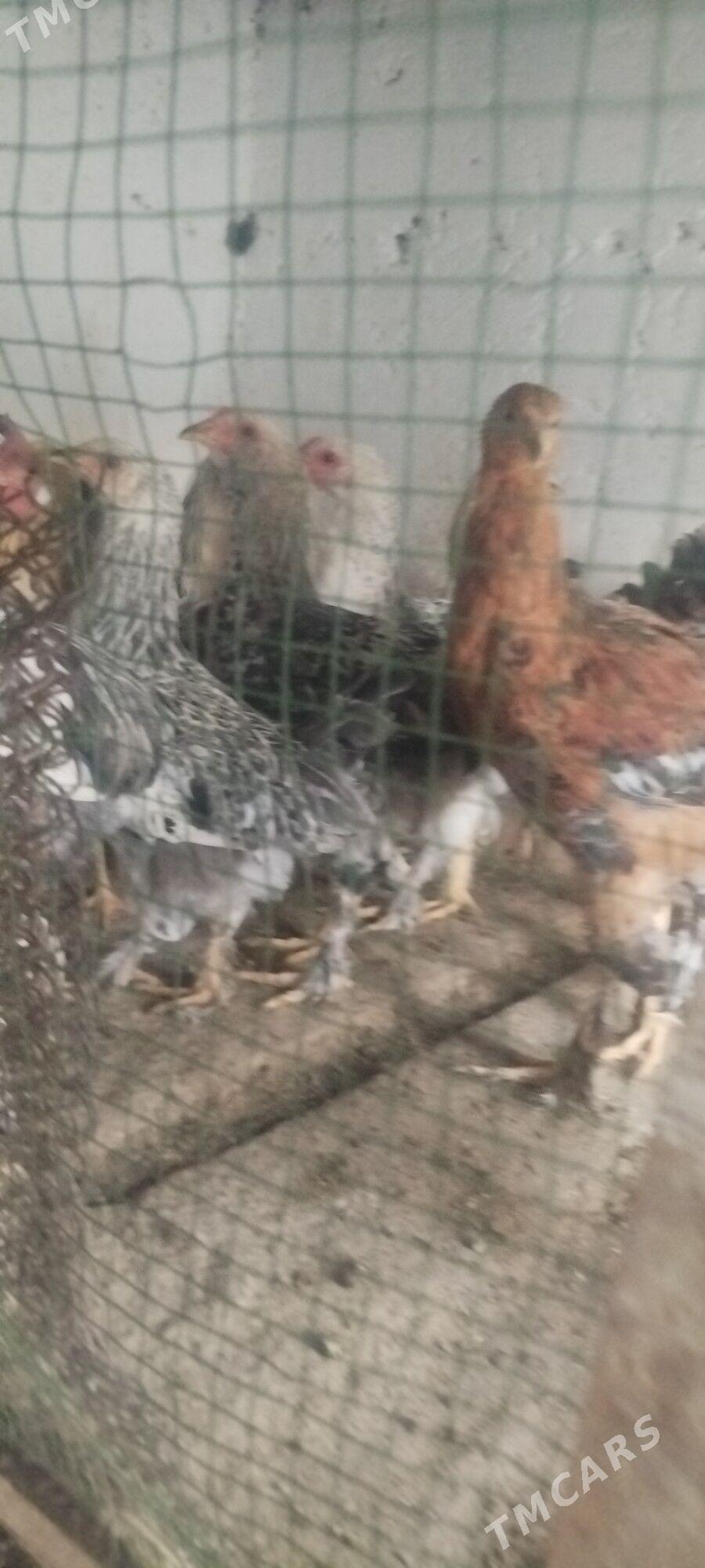 horaz - Gyzylarbat - img 1