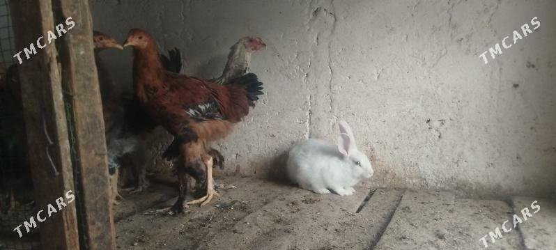 horaz - Gyzylarbat - img 2