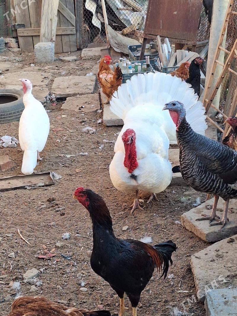 induk horaz maki - Baýramaly - img 1