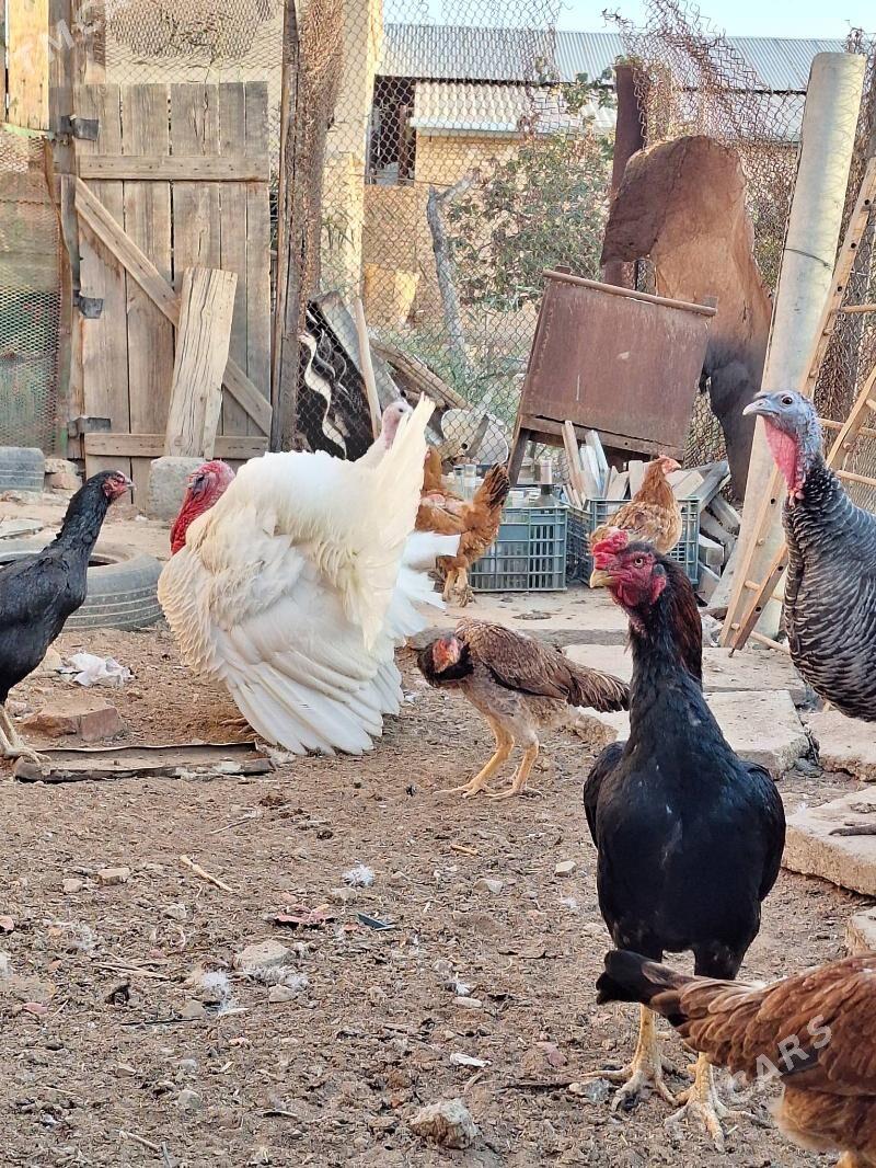 induk horaz maki - Baýramaly - img 7