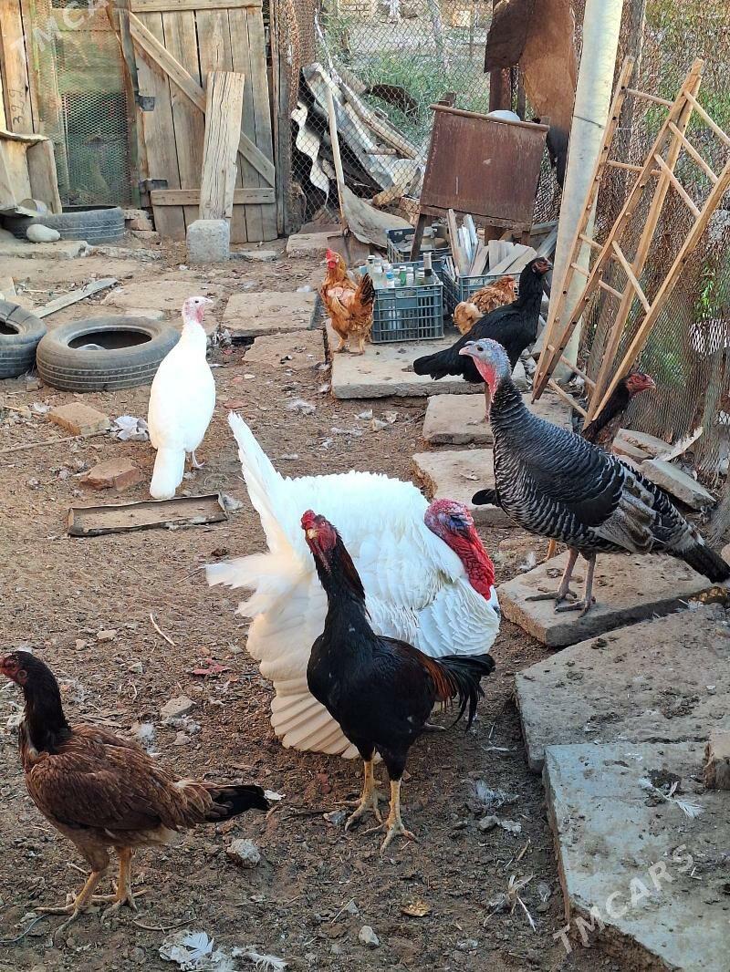 induk horaz maki - Baýramaly - img 3