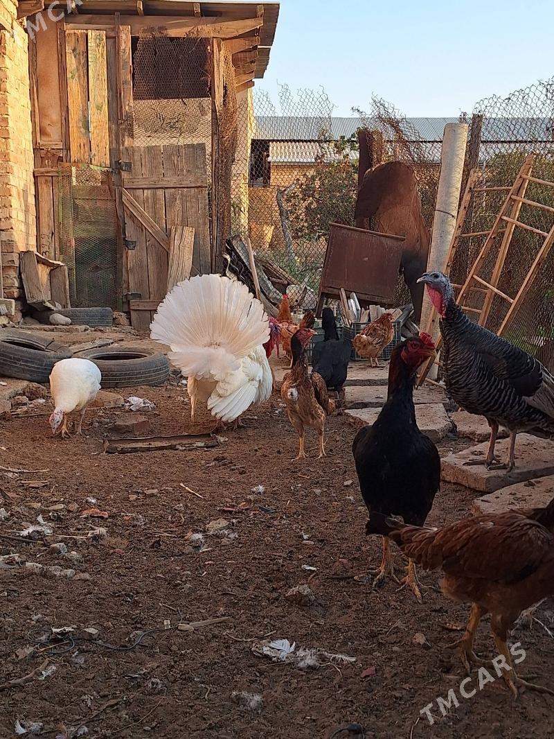 induk horaz maki - Baýramaly - img 8