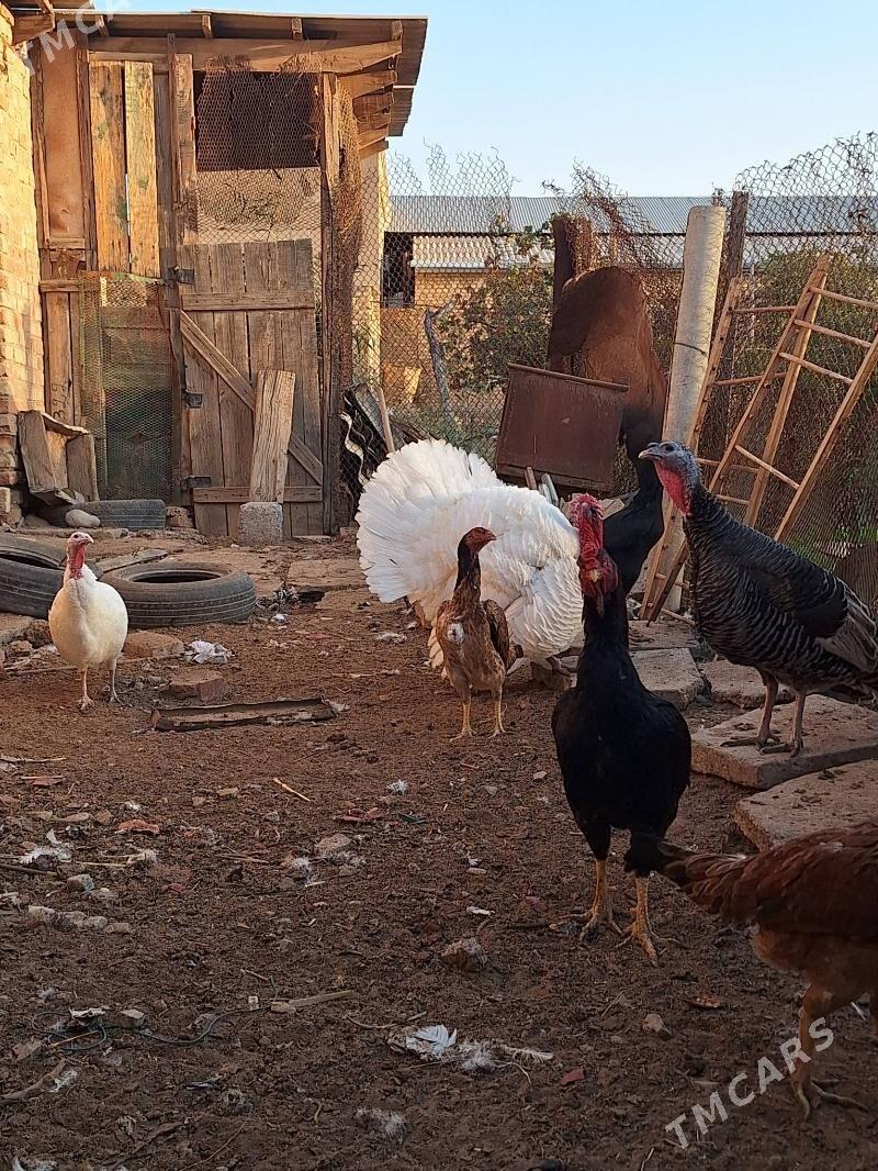 induk horaz maki - Baýramaly - img 6