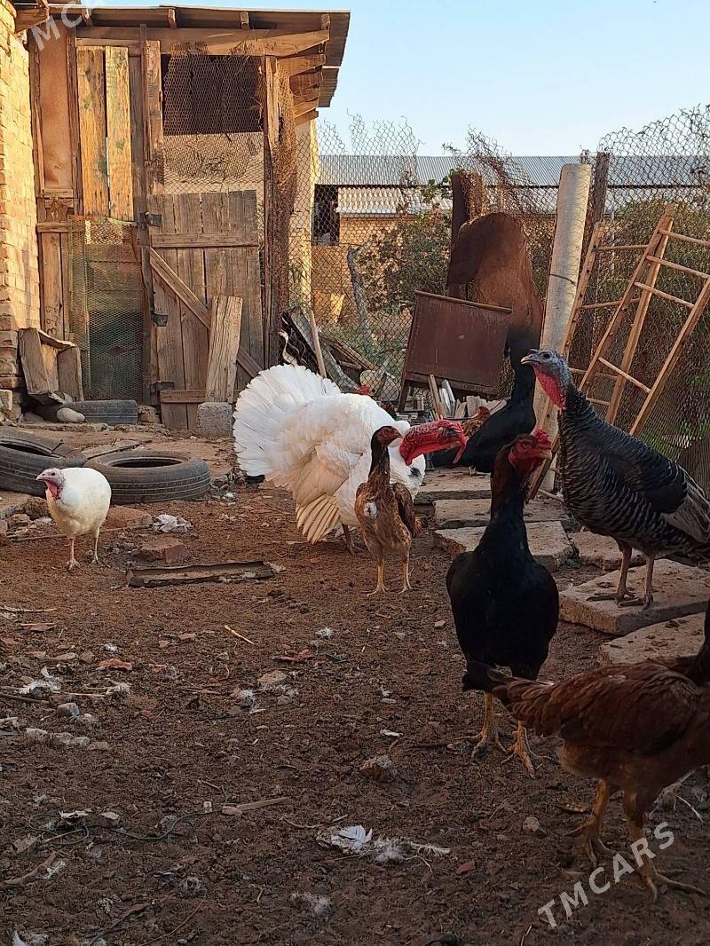 induk horaz maki - Baýramaly - img 9