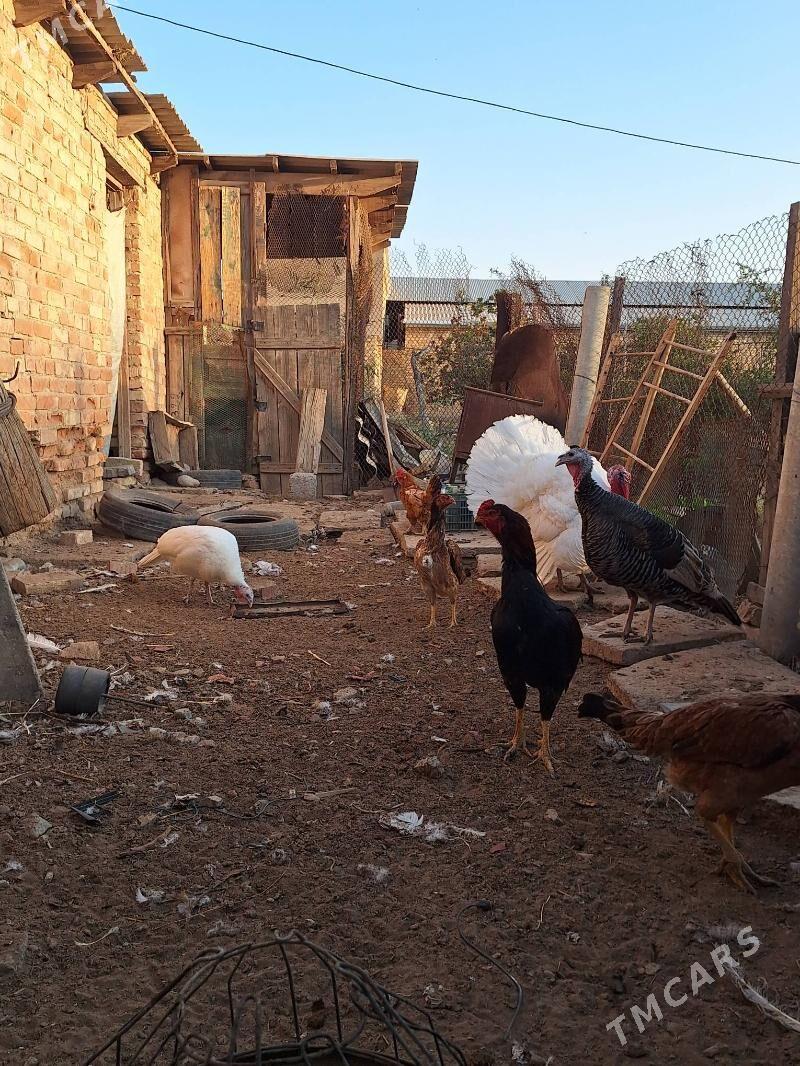 induk horaz maki - Baýramaly - img 4