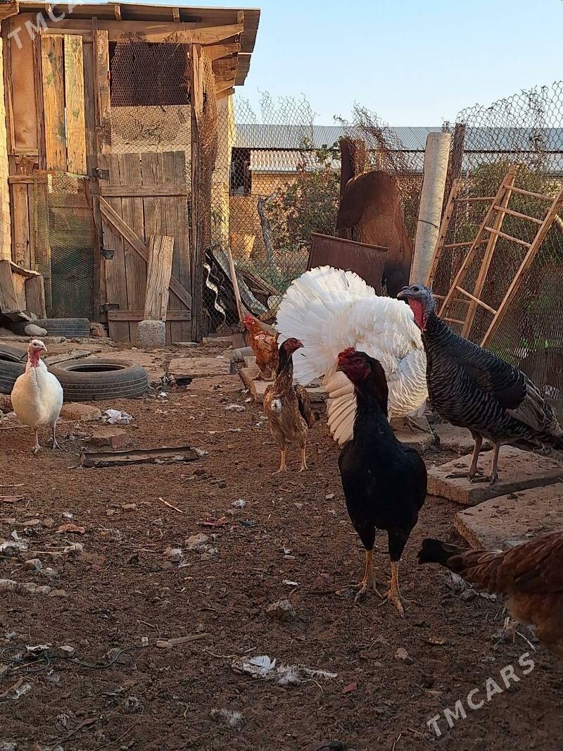 induk horaz maki - Baýramaly - img 5