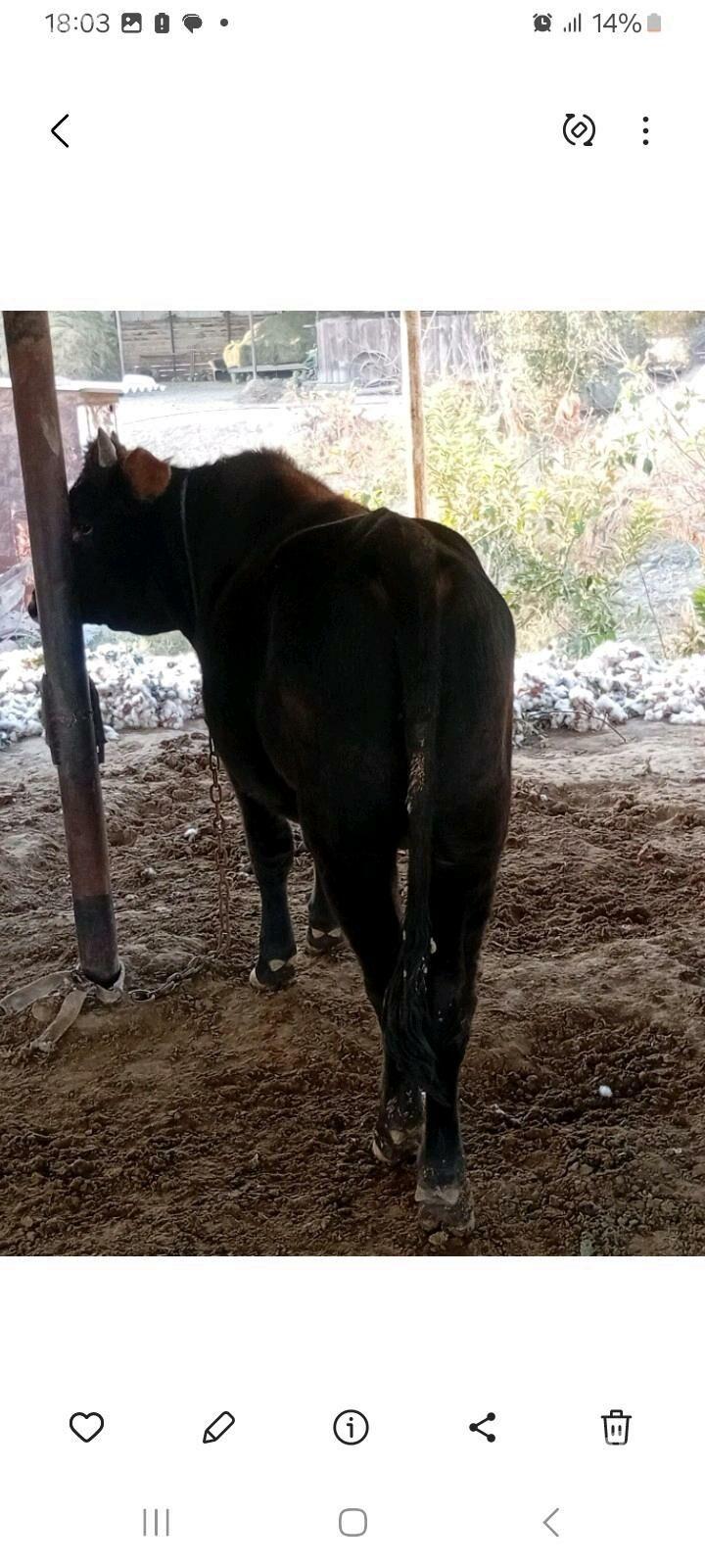 òkùz - Sakarçäge - img 5