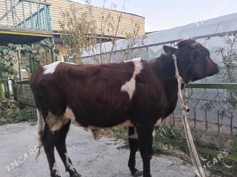 baklyk öküz - Чарджоу - img 2