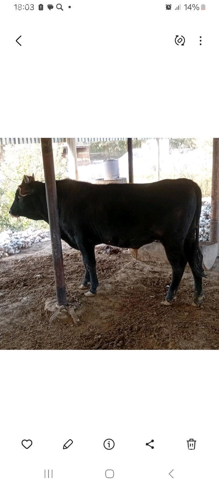 òkùz - Sakarçäge - img 4