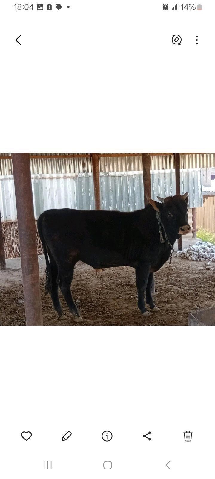 òkùz - Sakarçäge - img 6