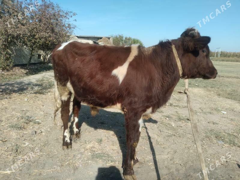 baklyk öküz - Чарджоу - img 4