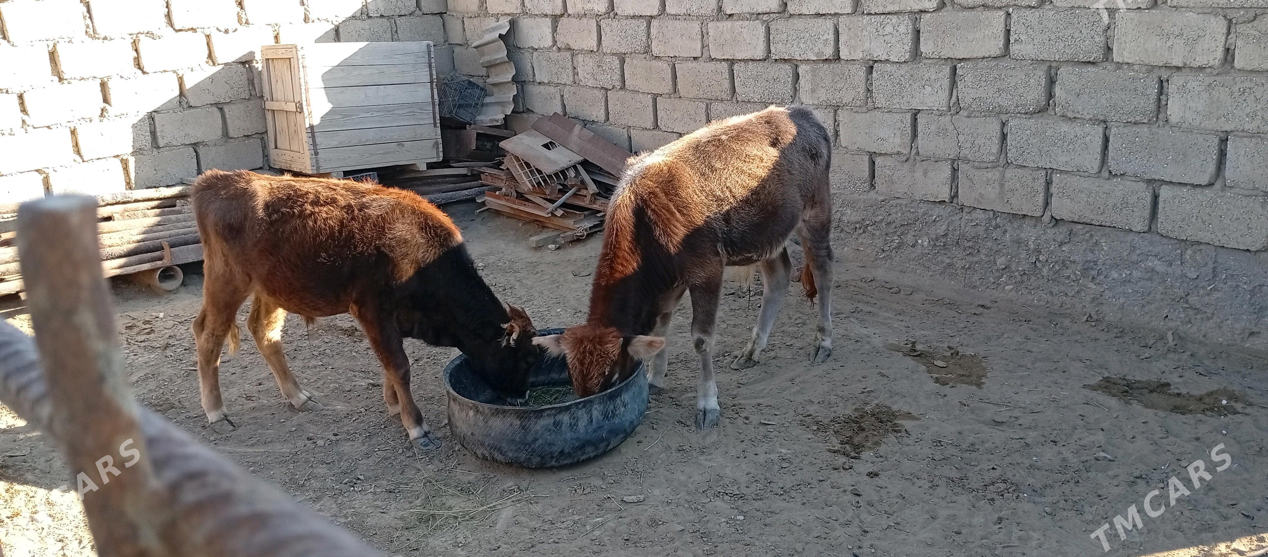 Öküzçe - Эсенгулы - img 4