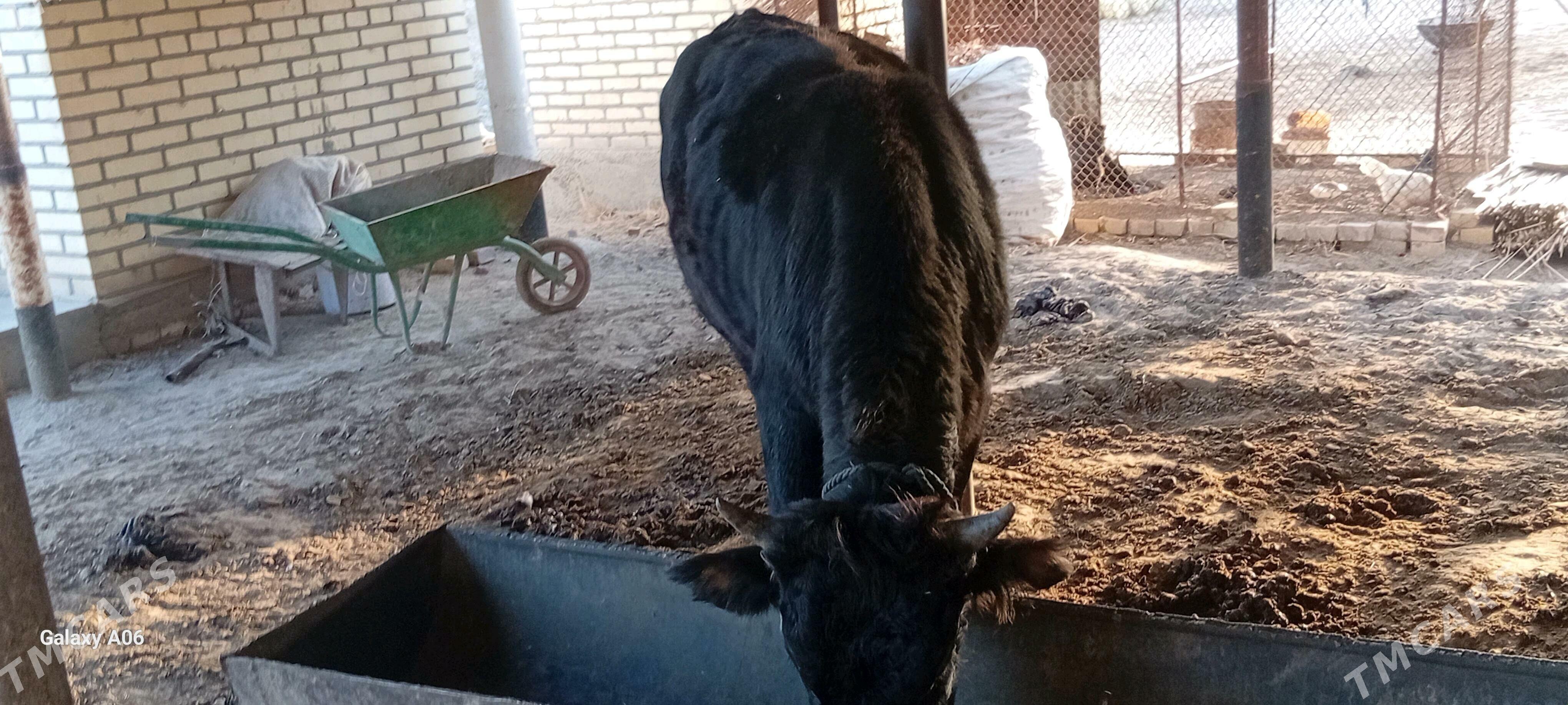 òkùz - Sakarçäge - img 1