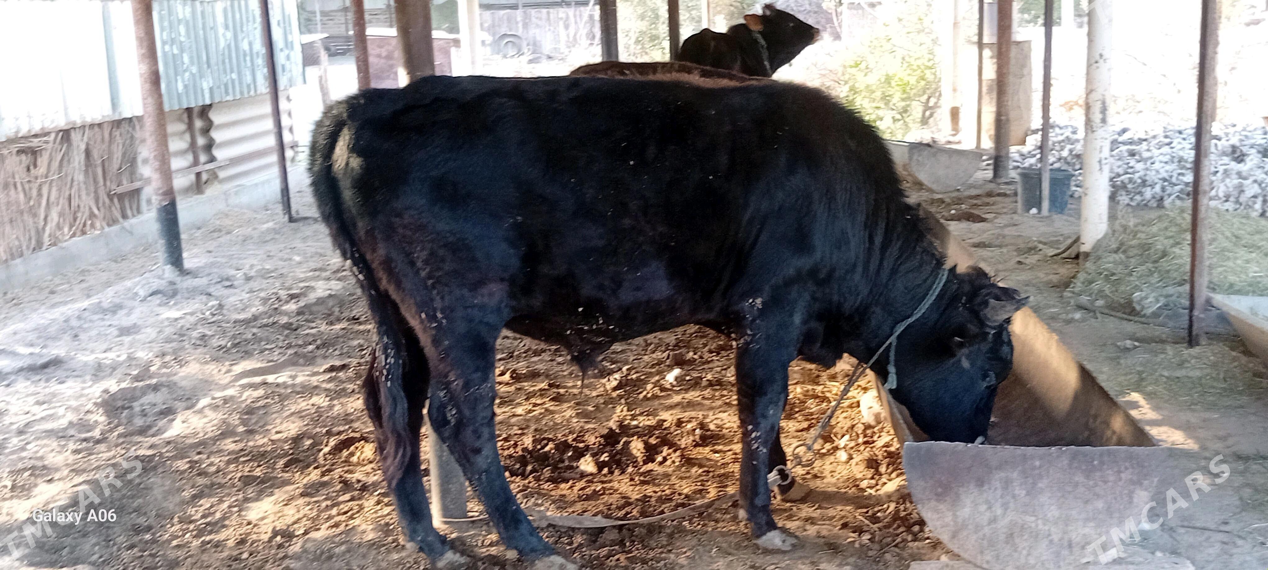 òkùz - Sakarçäge - img 2