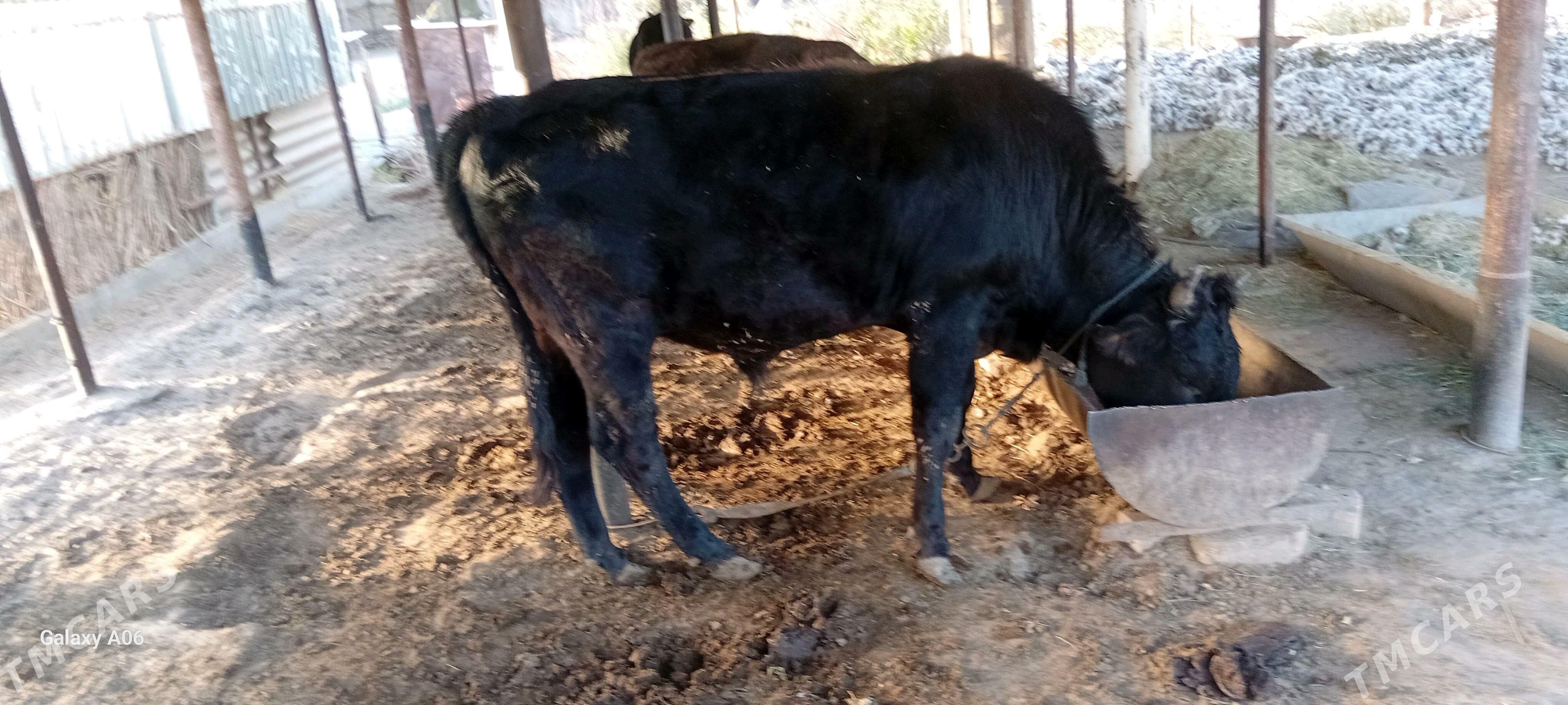 òkùz - Sakarçäge - img 3