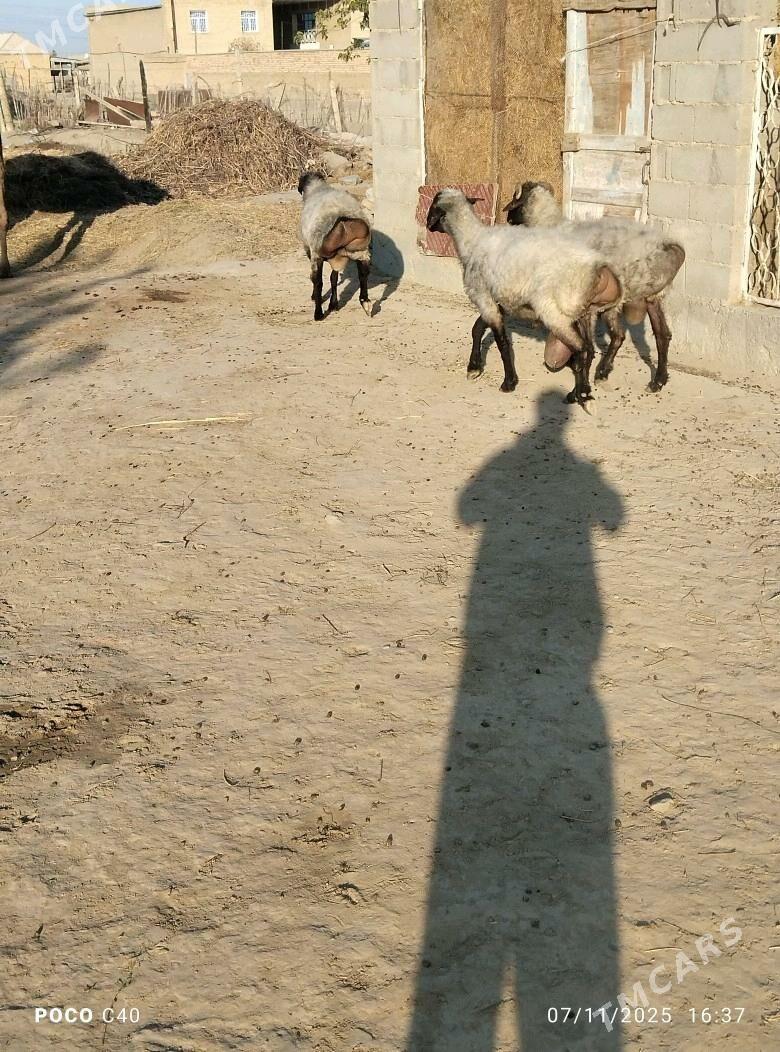 goc - Бахарден - img 4